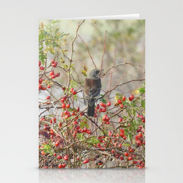 Fieldfare and red Rose Hips Stationery Cards