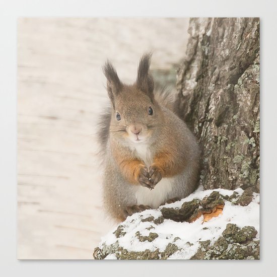 Hi there - what's up? Canvas Print