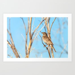 Sparrow on branch Art Print