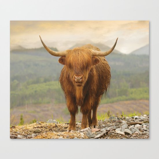 Highland Moo Canvas Print