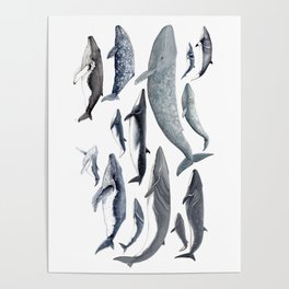 Whale diversity Poster