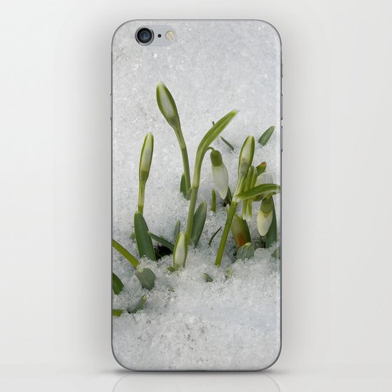 snowdrop II iPhone & iPod Skin