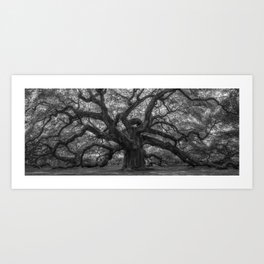 1,500 Year Old Angel Oak Tree of Charleston, South Carolina black and white photography / photograph Art Print