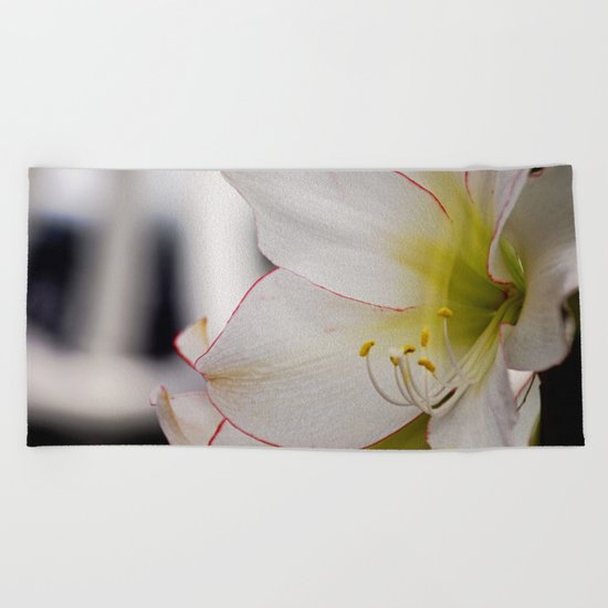 White Amaryllis Beach Towel