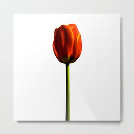 One Tulip Metal Print