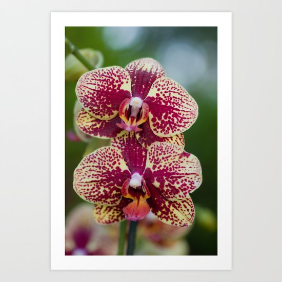 Orchid Phalaenopsis 7989 Art Print