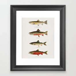 Illustrated North American Freshwater Trout Game Fish Identification Chart Framed Art Print