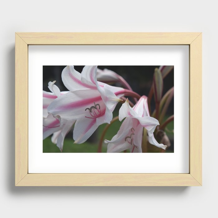 Striped Lilies Recessed Framed Print