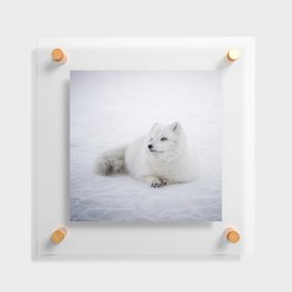 White snow arctic fox Floating Acrylic Print