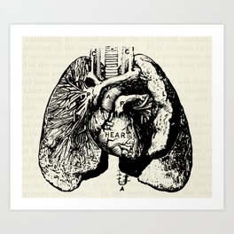 Vintage Anatomy Illustration of the Heart and Lungs Art Print