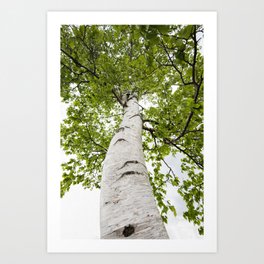 Birch-Tree Art Prints To Match Any Home'S Decor | Society6