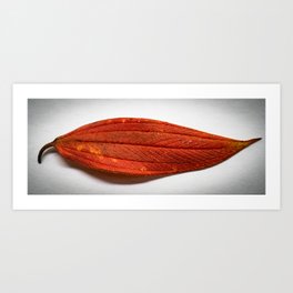 Red Leaf Art Print