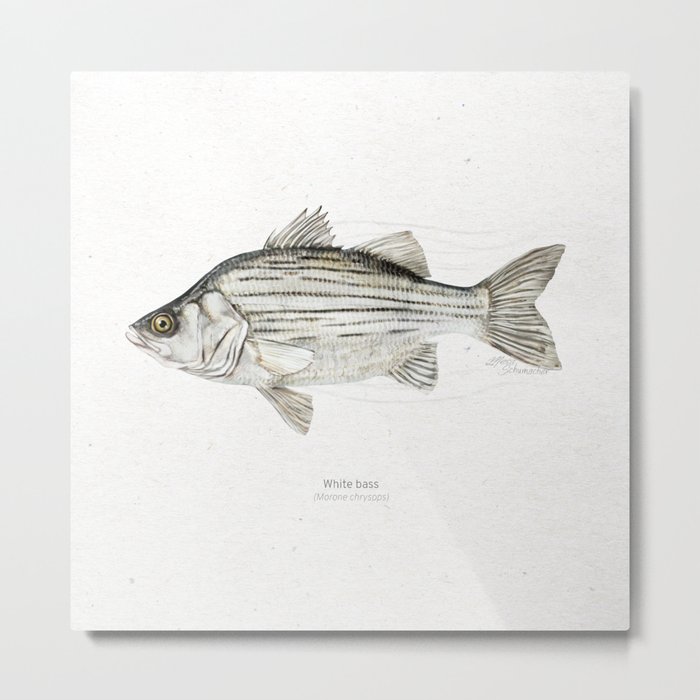 White bass scientific illustration art print Metal Print