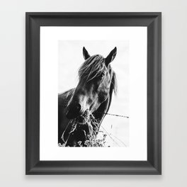 Horse Black and White Framed Art Print