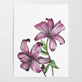Watercolor Lily Poster
