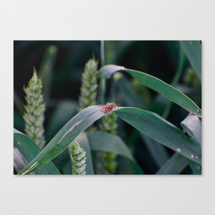 Red Bug Canvas Print