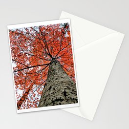 Autumn Maple Nature Photography | Botanical | Tree Art Print Art Print Stationery Cards