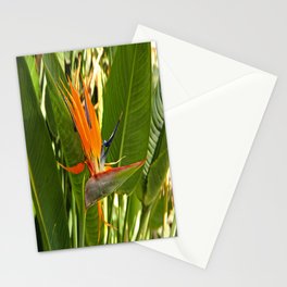 Bird Of Paradise Stationery Cards
