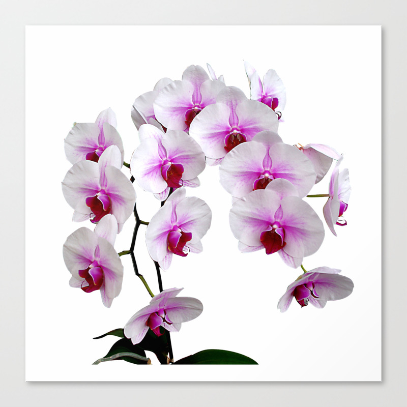 White And Red Doritaenopsis Orchid Flowers Canvas Print By Rvjdesigns Society6