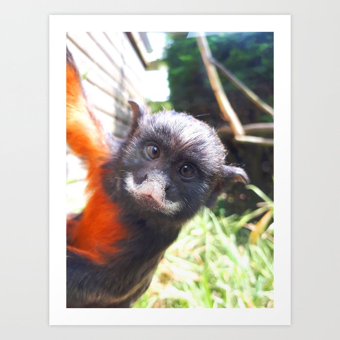 White-lipped tamarin monkey Art Print