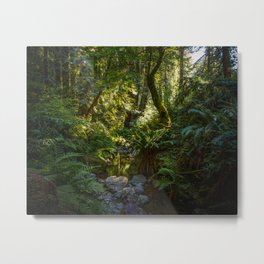 Early Morning, Steep Ravine Trail Metal Print | Photo, Landscape, Morning, Forest, California, Marincounty 