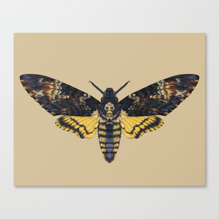 Death's-head hawkmoth Canvas Print