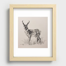 Pronghorn Antelope Recessed Framed Print
