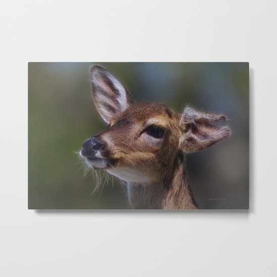 Key Deer Metal Print