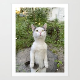 Curious cat Art Print