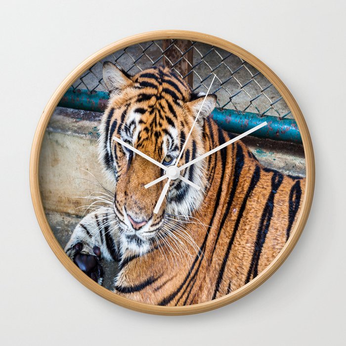 Tiger, My Bottom is Not Made Out of Springs Wall Clock