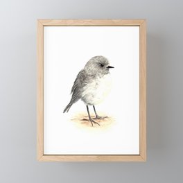 Toutouwai / South Island Robin - a native New Zealand bird Framed Mini Art Print