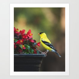 Goldfinch and Begonias  Art Print