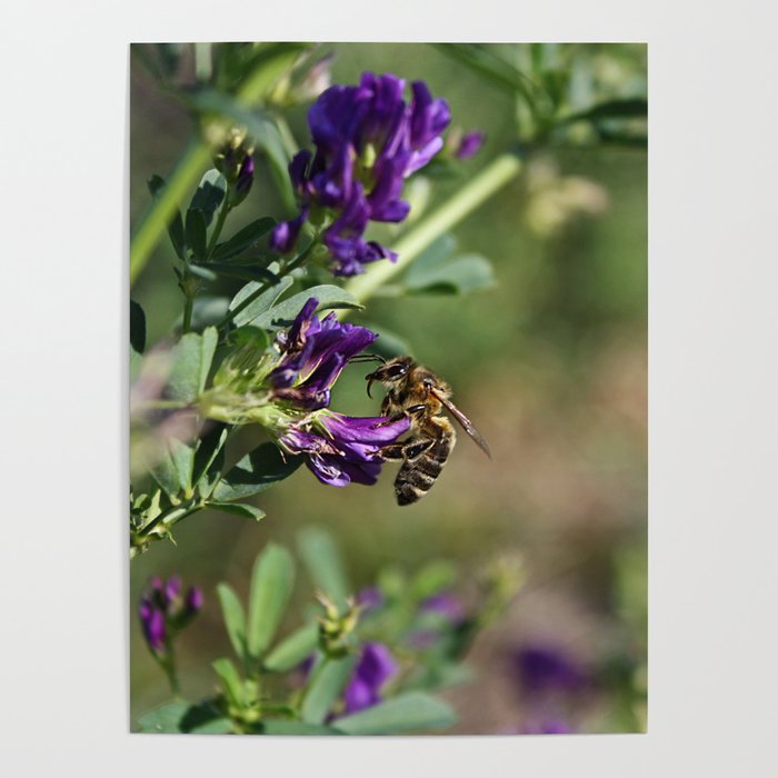 Pollinating Poster