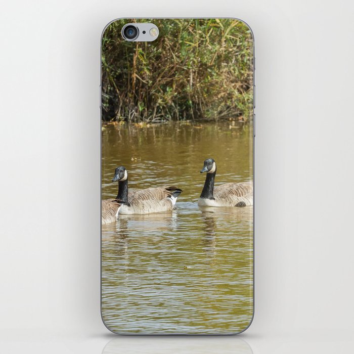Canadian geese in the lake autumn (Branta canadensis) iPhone Skin