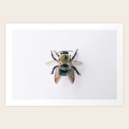 Specimen: Carpenter Bee Art Print