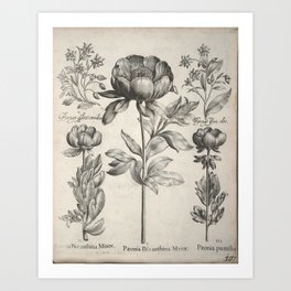 Antique floral black and white chinoiserie flower vintage Paris flowers French botanical goth print Art Print