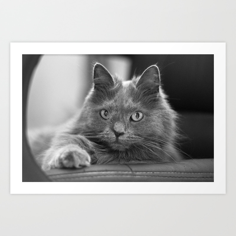 Fluffy Grey Cat Art Print By Diamonddove Society6