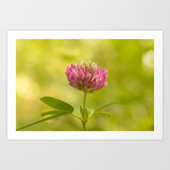 Red clover in August Art Print