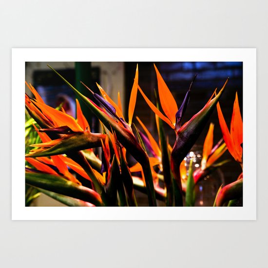 Birds o Paradise Art Print