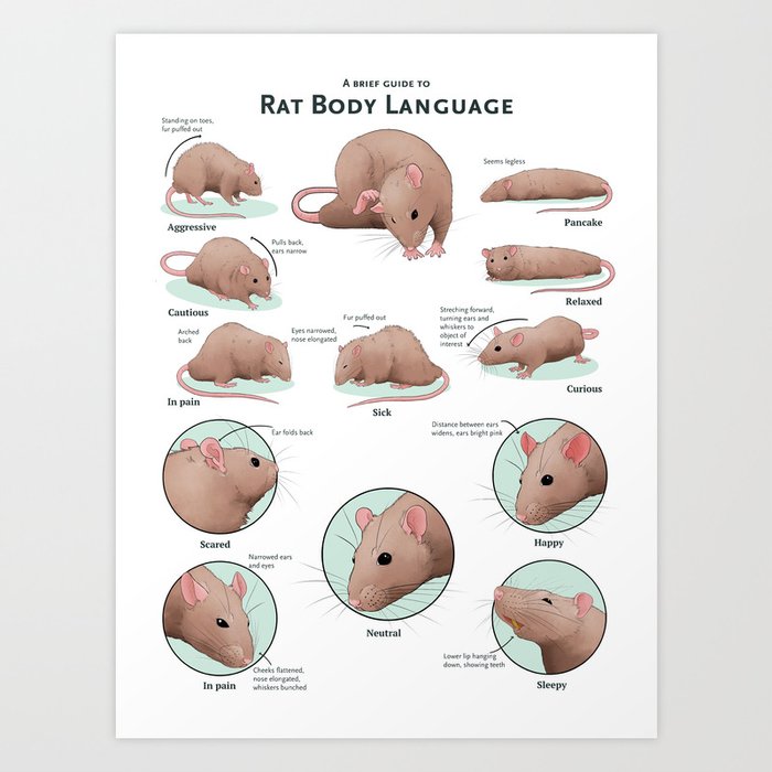 Rat Body Language Art Print