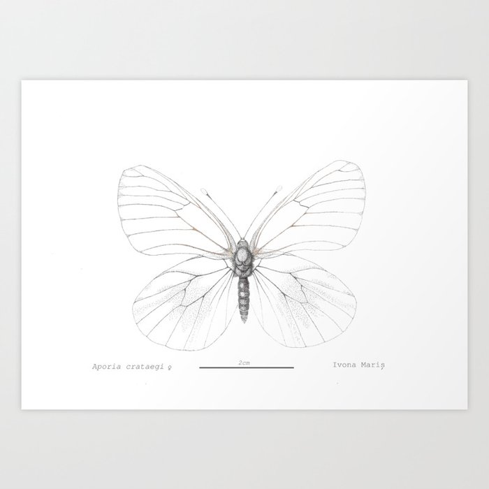 Aporia crataegi Butterfly  Art Print