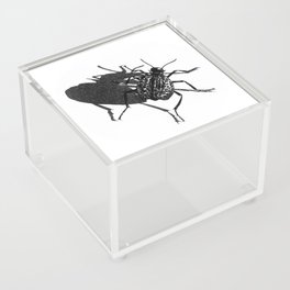 Desert Spider Beetle Acrylic Box