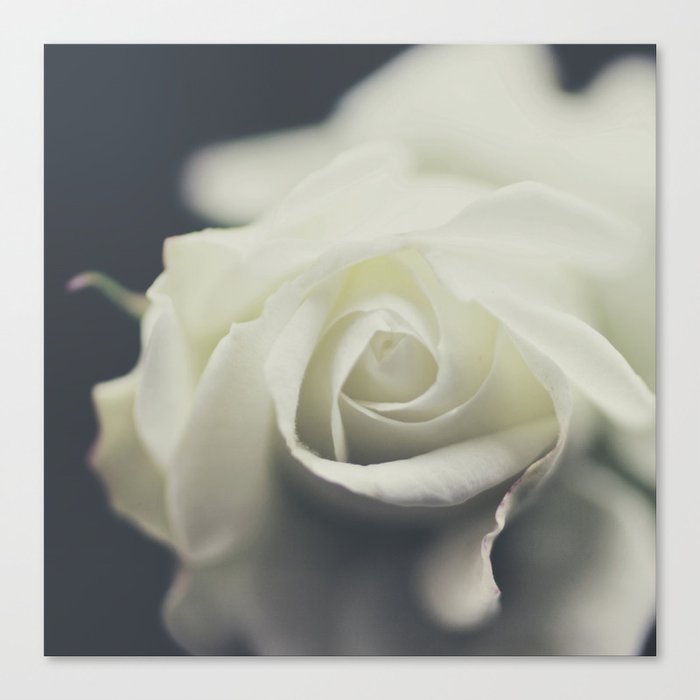 White Rose - Elegant Soft White Flower photography by Ingrid Beddoes Canvas Print