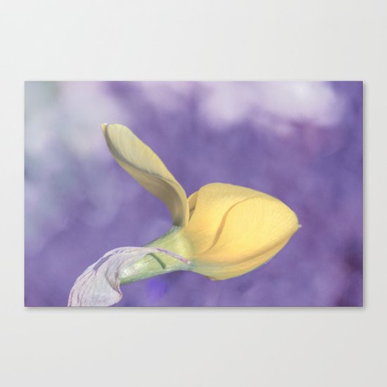 Narcissus bud Canvas Print