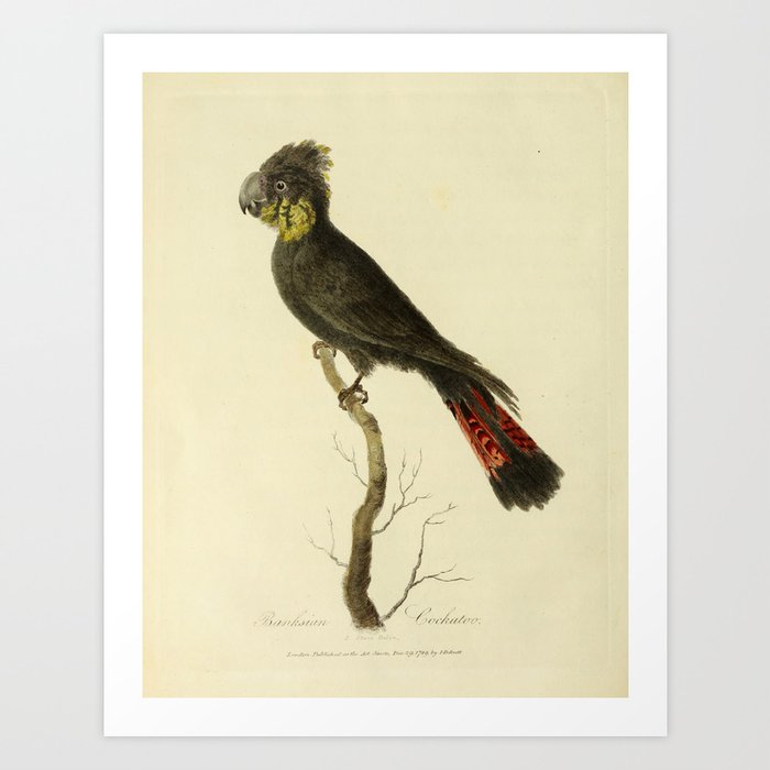"Banksian Cockatoo" by Sarah Stone, 1790 Art Print