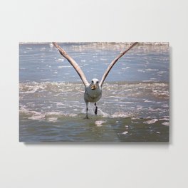 Food and Flight Metal Print | Animal, Flight, Atlanticocean, Takeoff, Waterfowl, Bird, Photo, Food, Crab, Seagull 