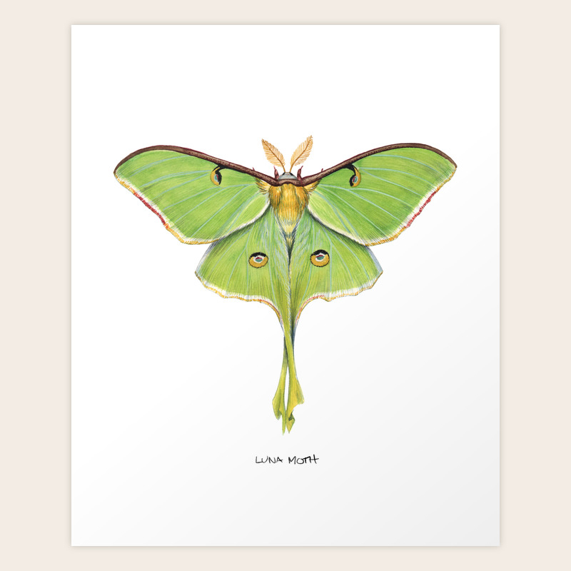 Luna Moth Actias Luna Ii Art Print By Jada Fitch Society6