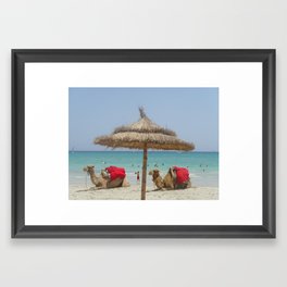 Camels on the beach  Framed Art Print