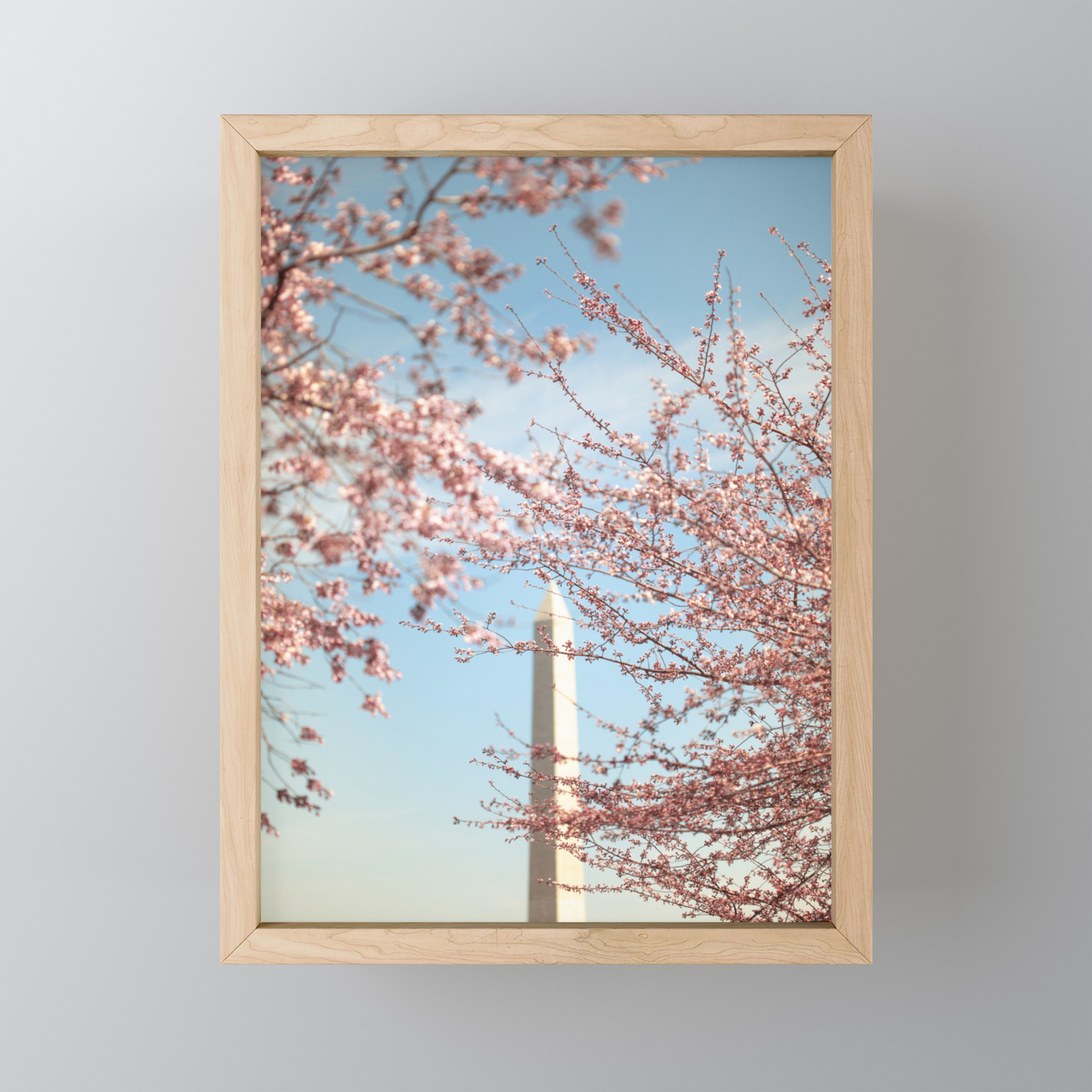 Washington Dc Cherry Blossoms Framed Mini Art Print By Annbphoto