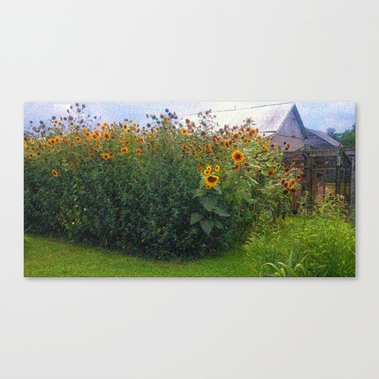 Sunflowers Overgrow the Barn Canvas Print